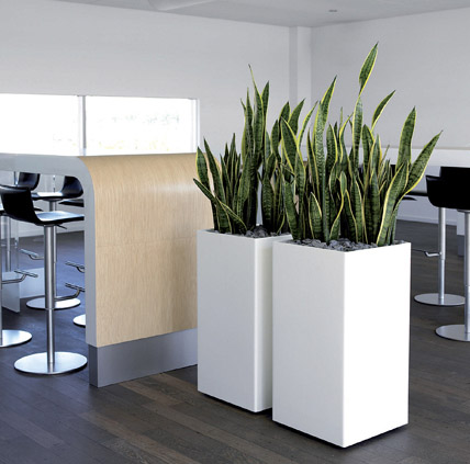 Inscape Indoor Plant Hire - Best Plant Hire Services in Melbourne